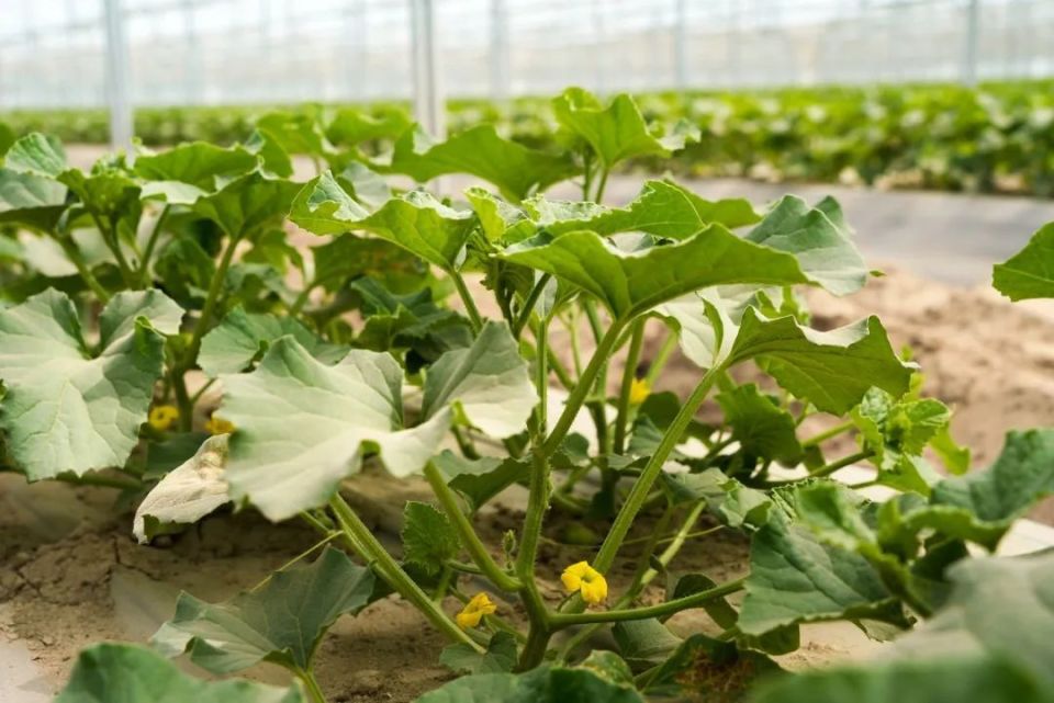 枝叶翠绿,长势良好的哈密瓜秧苗已生长