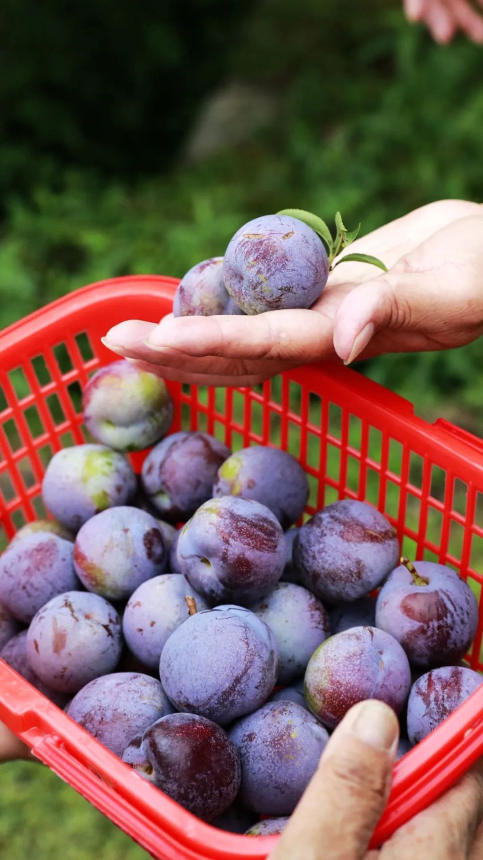 新津,开始"派发"美味李子啦