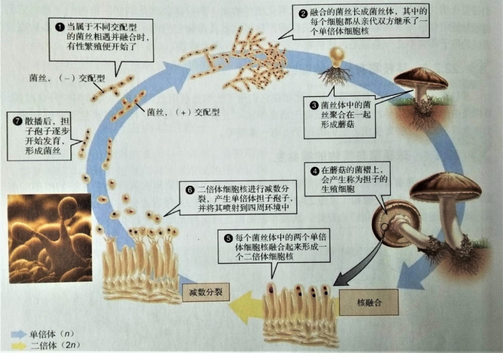 蘑菇菌褶横切面轮廓图图片