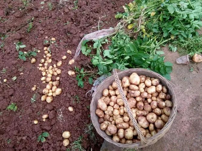 土豆性平味甘,具有和胃调中,益气健脾,强身益肾,消炎,活血消肿等功效