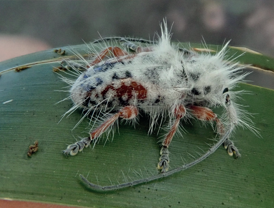 新物种一种白毛绒绒的天牛