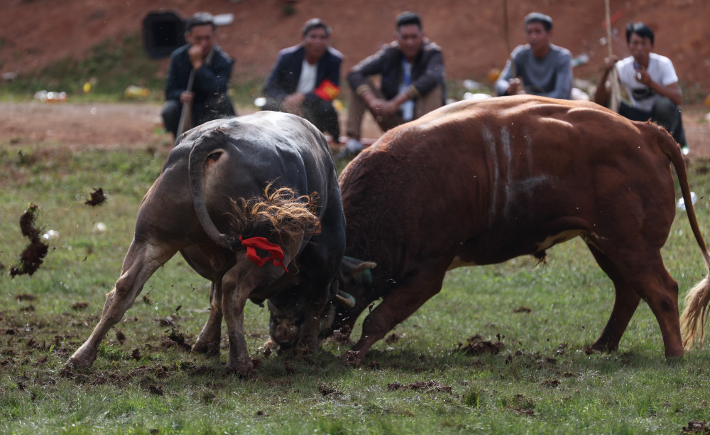 四川布拖县:"火把节"上的斗牛