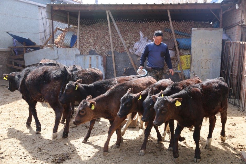 龙江家庭和牛养殖(王秀华  摄)目前,和牛产业已经发展成为龙江县的
