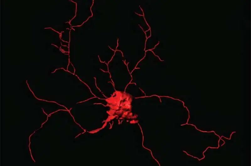 心电图机器怎么看追问weekly ｜ 过去一周，脑科学领域有哪些新发现？_https://www.jmylbn.com_新闻资讯_第5张