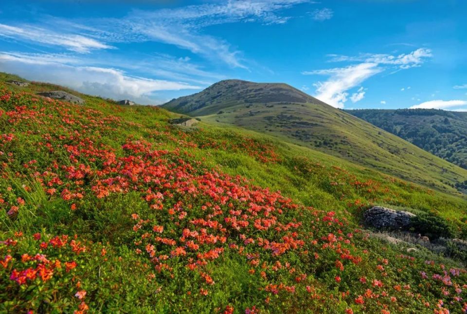 图源:五邑天露山旅游度假区新体验新场景激发消费新活力,多地推出赏花