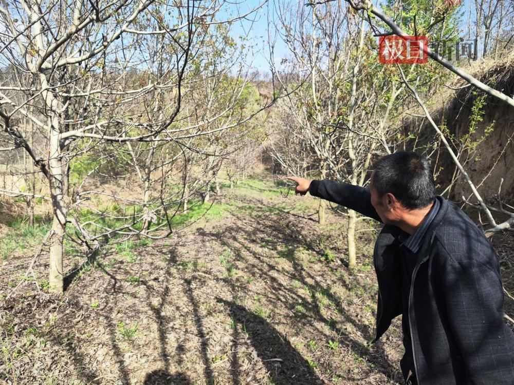 承包户百亩核桃树被砍：镇政府称其与村委会合同存疑，专家建议彼此申述