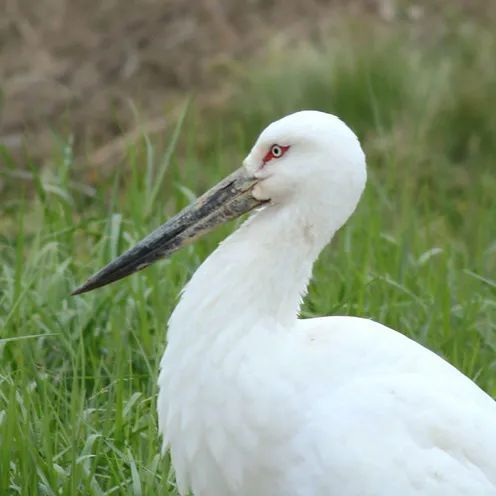 又见东方白鹳候鸟北归看京城河湖
