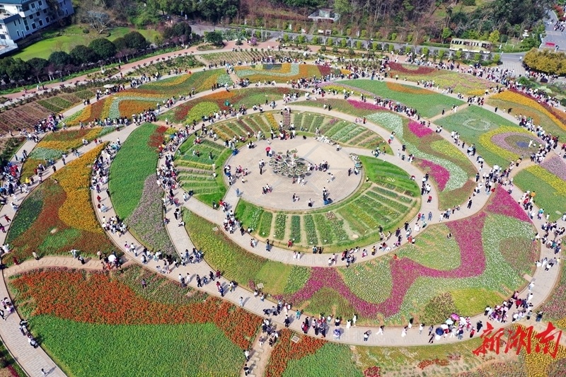3月23日,湖南省植物园世界名花广场,市民在郁金香花海间赏花游玩.