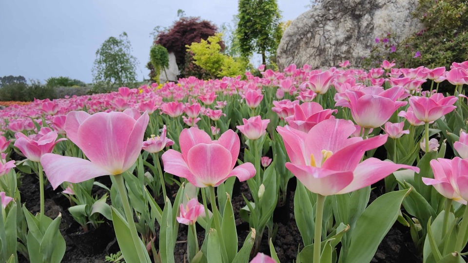 壁纸 花 桌面 960_540