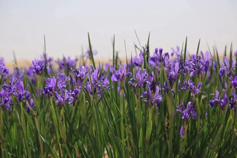 镜见·多彩阿拉善丨马兰花开,一场蓝紫色的浪漫