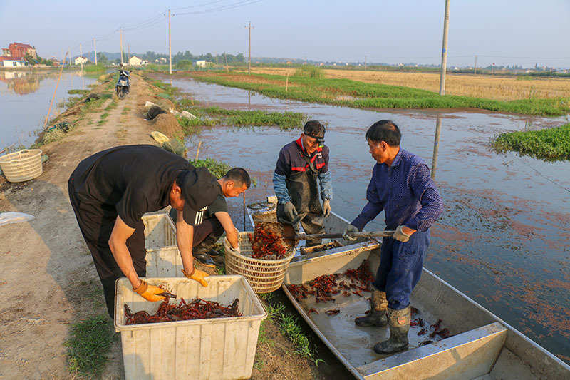 旺季将至 当涂小龙虾即将上市