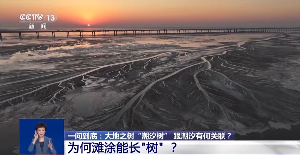 一问到底丨大地之树“潮汐树” 跟潮汐有何关联？_腾讯新闻