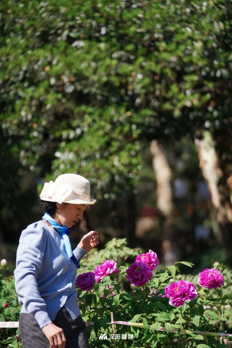 "汉阳公园相关负责人介绍,园区内牡丹花期将持续至4月20日左右,牡丹花