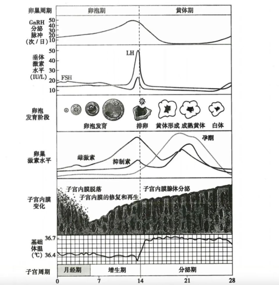 月经是排毒？经血是废血？别再对女性生理期有误解了！_腾讯新闻