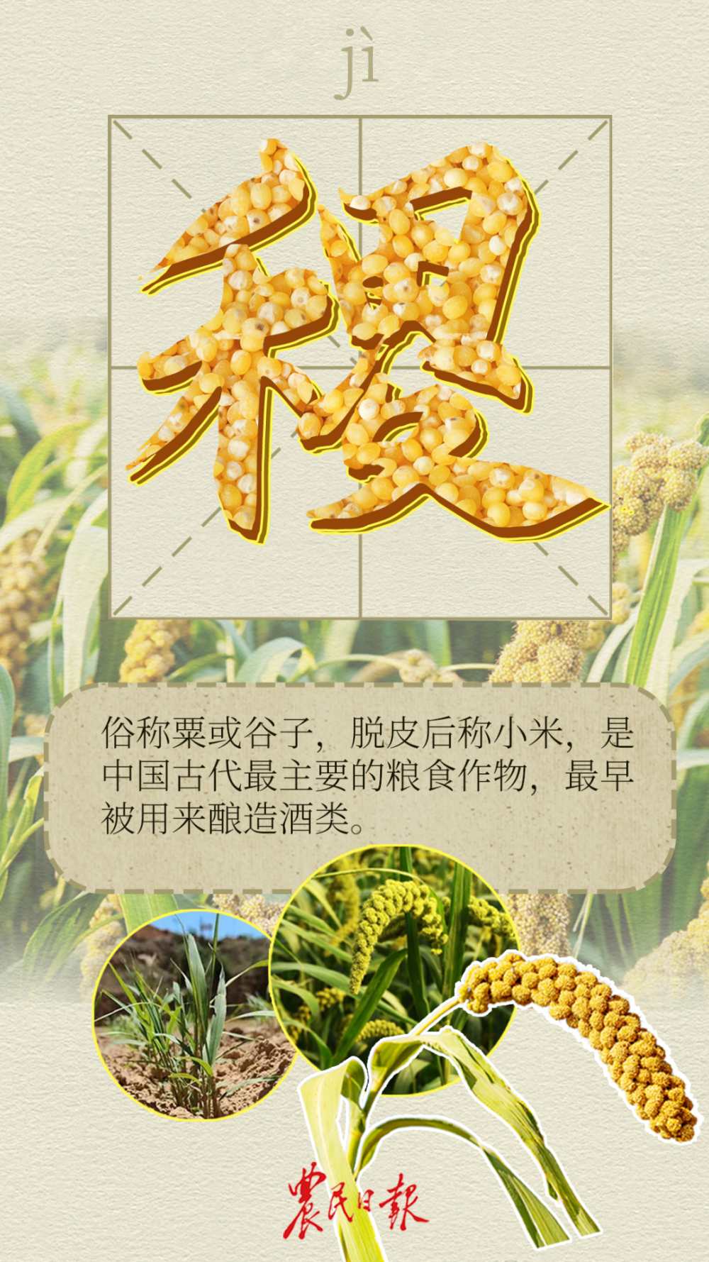 稻,稷,黍,麦,菽这下你该认识了吧万万不可再把粮食当成野草了!