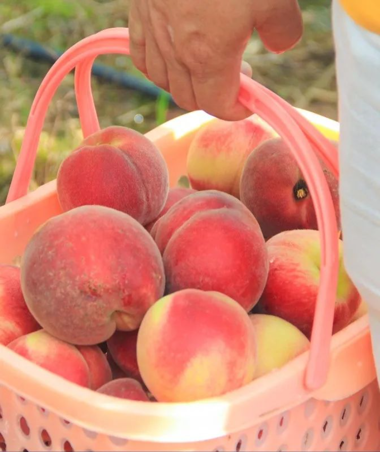 綦江古南街道花坝村李葡桃创业孵化基地李葡桃果园红