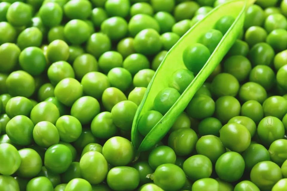 这种豆子营养满分,高蛋白,高钾,春天吃正好!_腾讯新闻