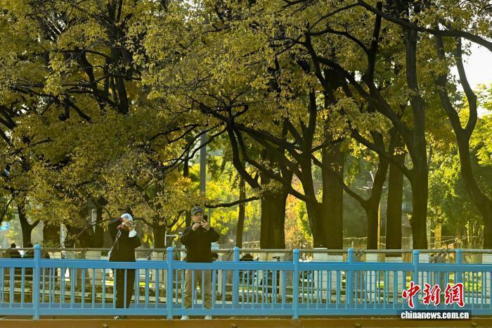 昆明大观河畔滇朴鎏金绘就冬日惬意图景_腾讯新闻