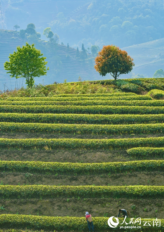 张鹏飞摄云南省普洱市思茅区倚象镇茶园内,茶农正在采摘明前茶.