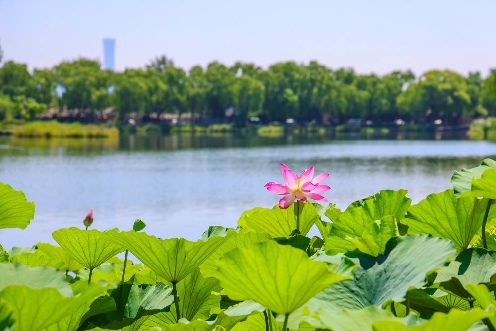 西海湿地公园图片图片