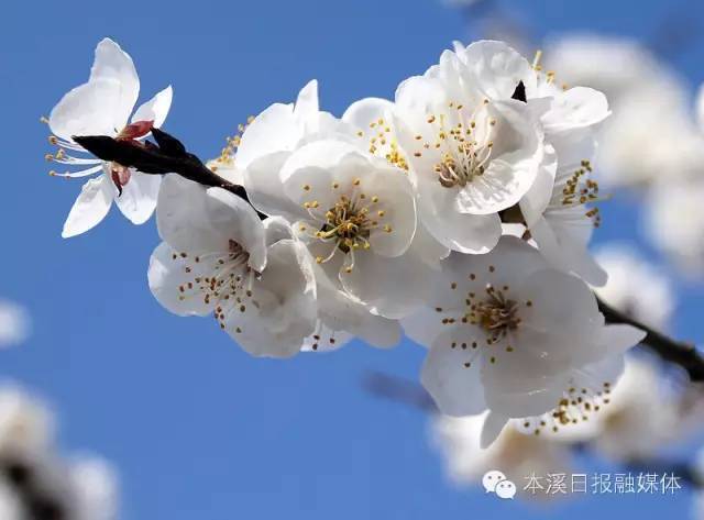 本溪春花盛开:踏青赏花最佳路线指南_腾讯新闻