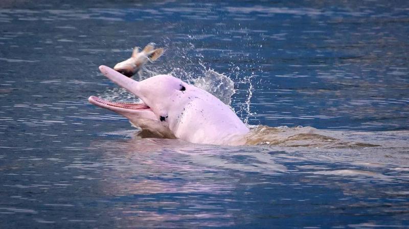 中华白海豚现状由于中华白海豚栖息于河口和沿海地区,与经济开发区