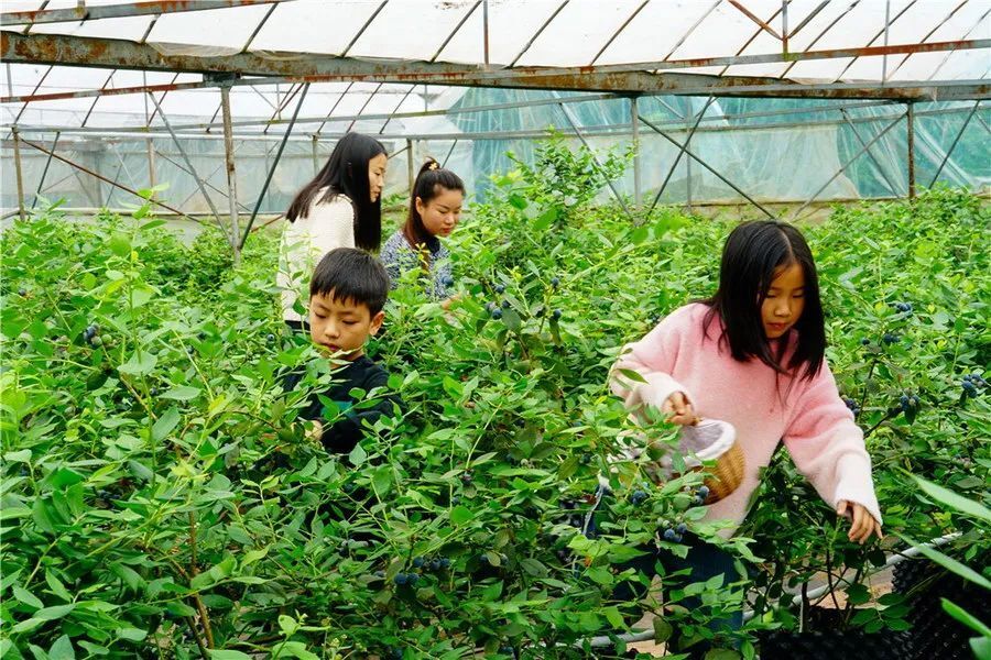 遂宁的初夏"果"然很甜,又有采摘上新啦!