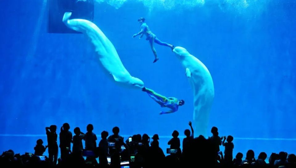 南京大白鲸海洋公园图片