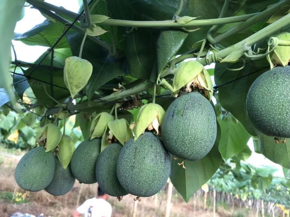 即将上市,芒市有一种水果叫热情果!