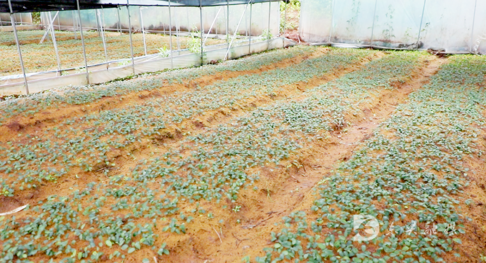 怎样种好黄精和天冬?诀窍是.