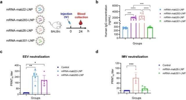将四种编码抗体的mrna组合后包封为lnp制剂,分别为mrna-mab22-lnp