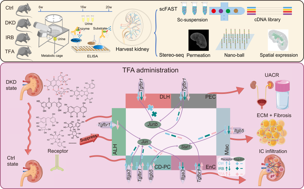 透化治疗什么iMeta ｜ 中国药科大学顾丰组-解析黄葵治疗糖尿病肾病机制_https://www.jmylbn.com_新闻资讯_第2张