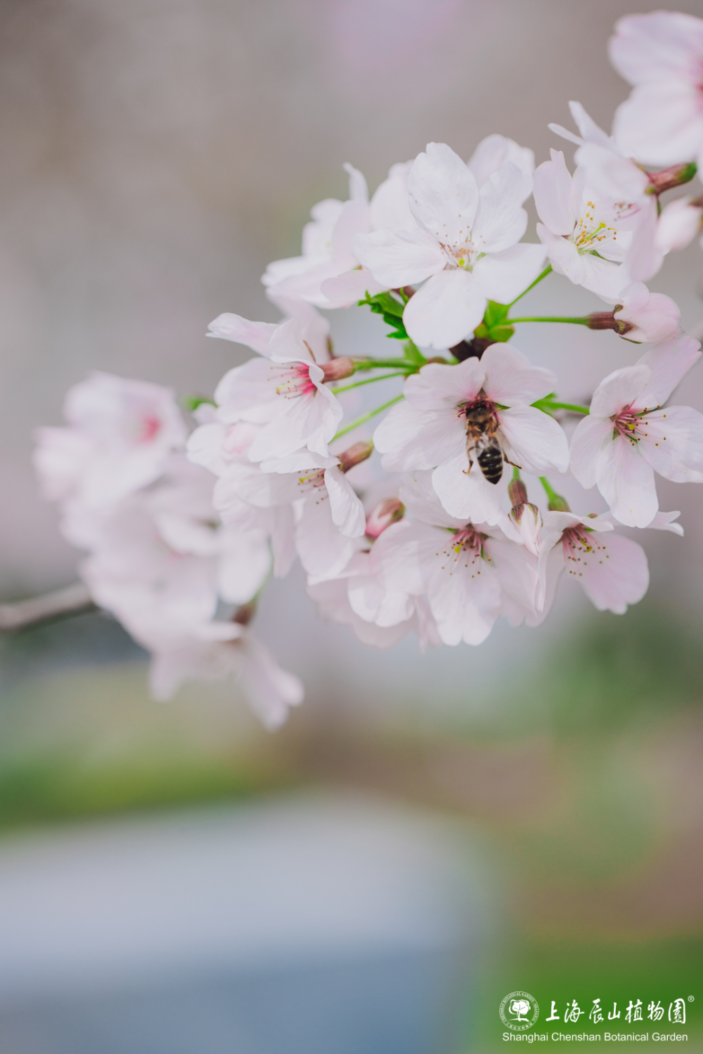 春花长什么样子图片图片