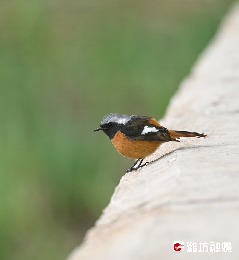 追鸟| 时尚"火燕"在线"吃播",好萌!_腾讯新闻