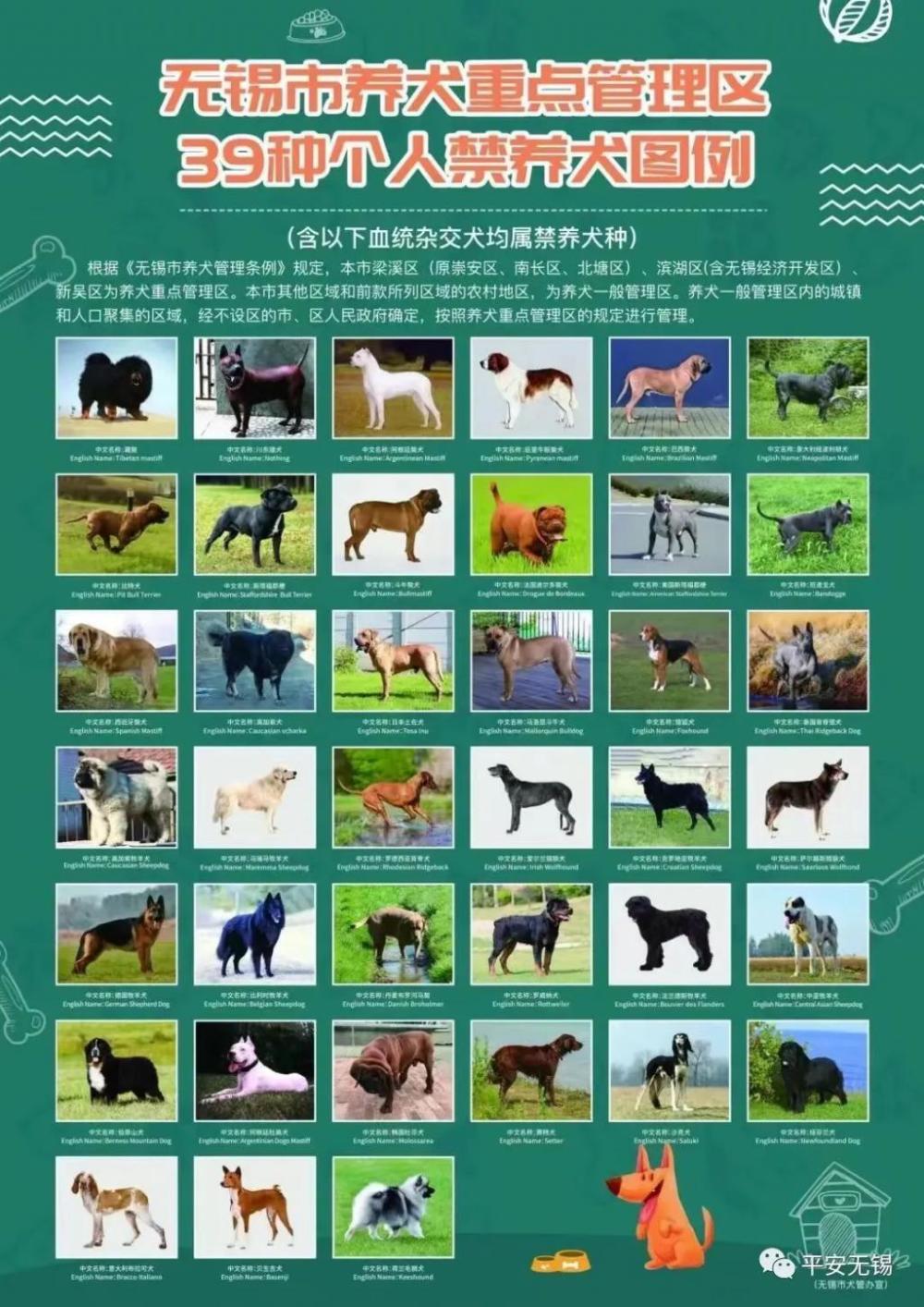 大型犬排行_最受欢迎宠物狗排名!