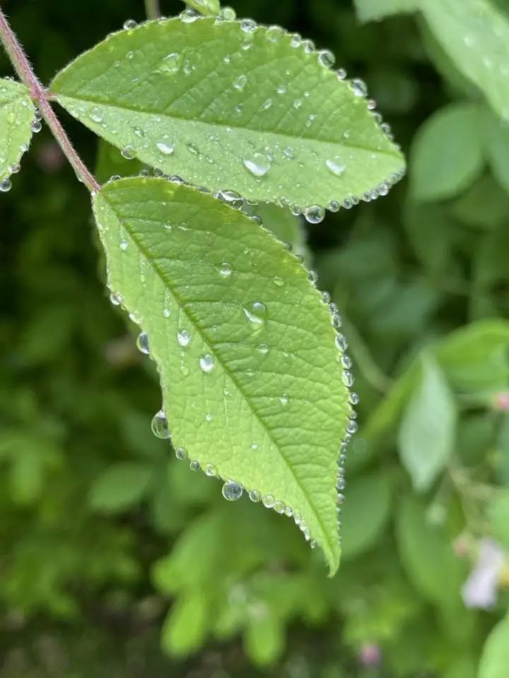 今晚周杰伦可能要在雨中开唱_腾讯新闻