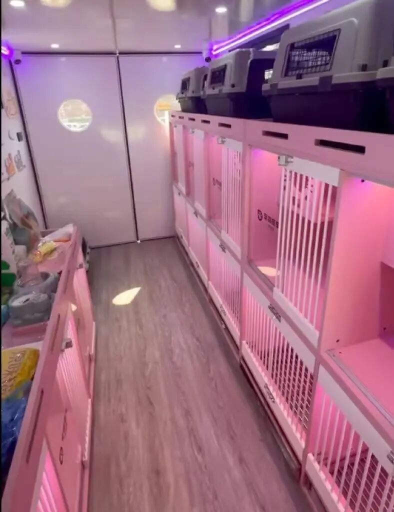 花5000块给猫买头等舱 年轻人富养猫狗穷养老己