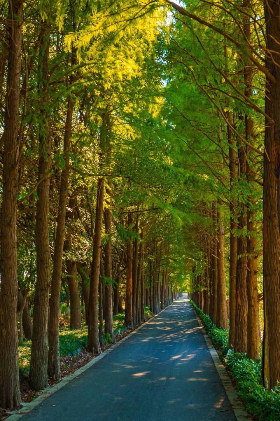 六月初夏,来青浦这些美丽乡村找回生活的"松弛感"