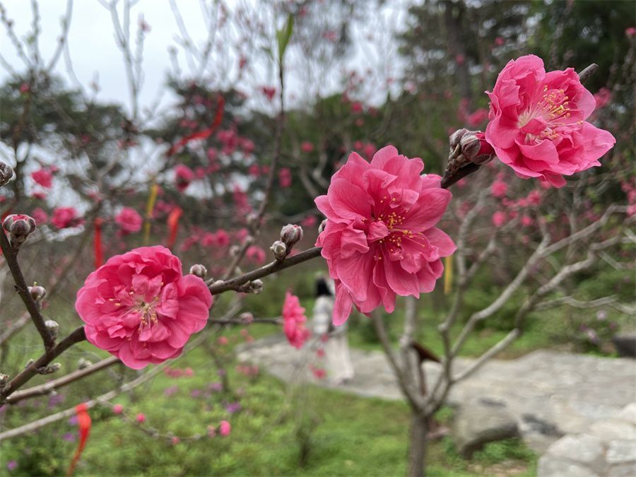 青秀山桃花图片