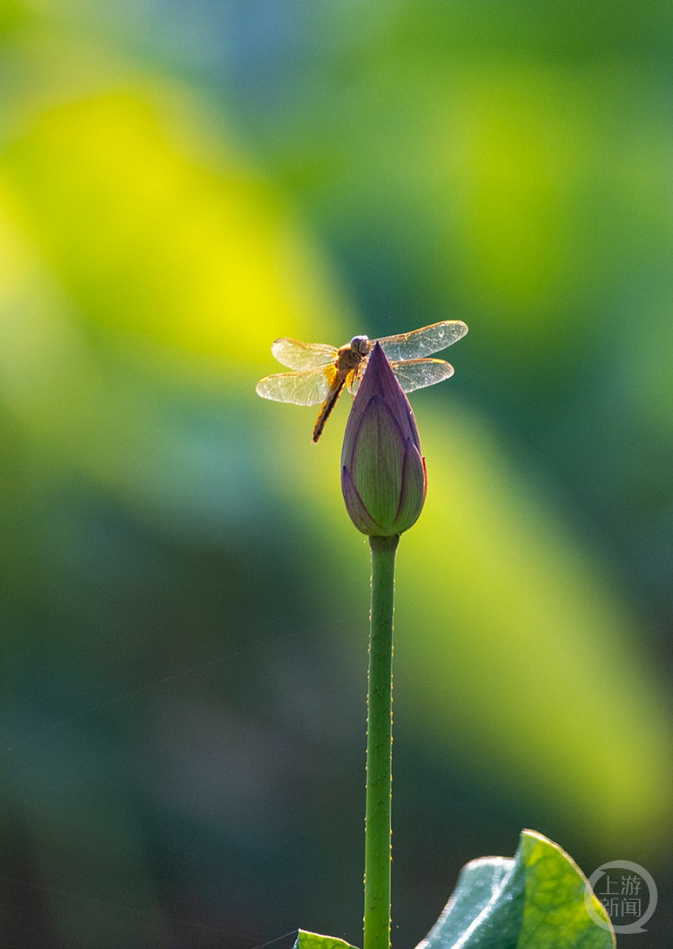 "盛夏"(168) | 上游主题摄影征稿作品展——胡波作品