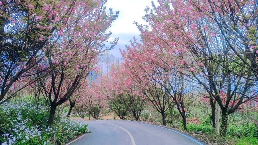 沙湾樱花基地图片