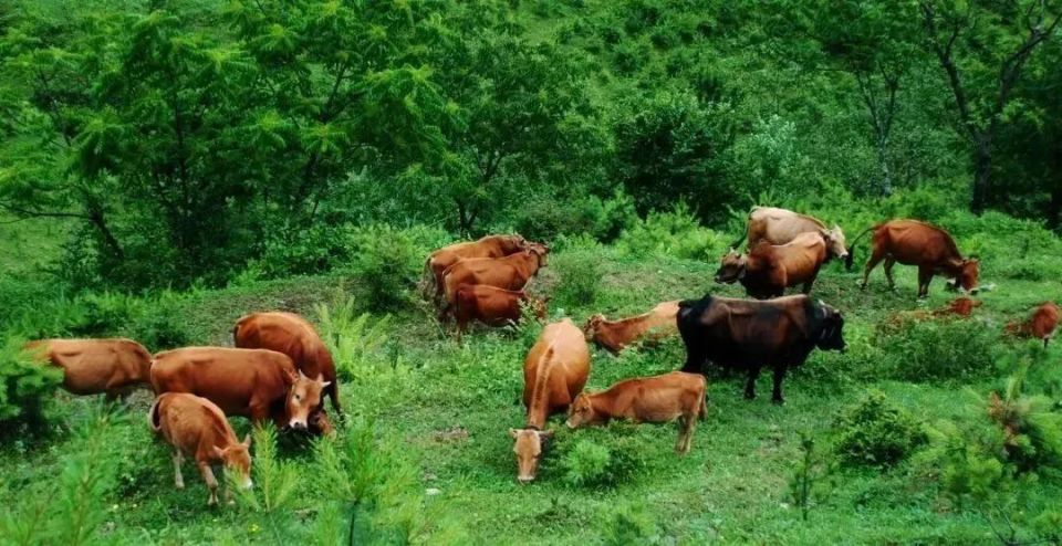 肆意奔跑,自由自在,每天在几千亩的山林草原上牛儿们喝山泉水,吃天然