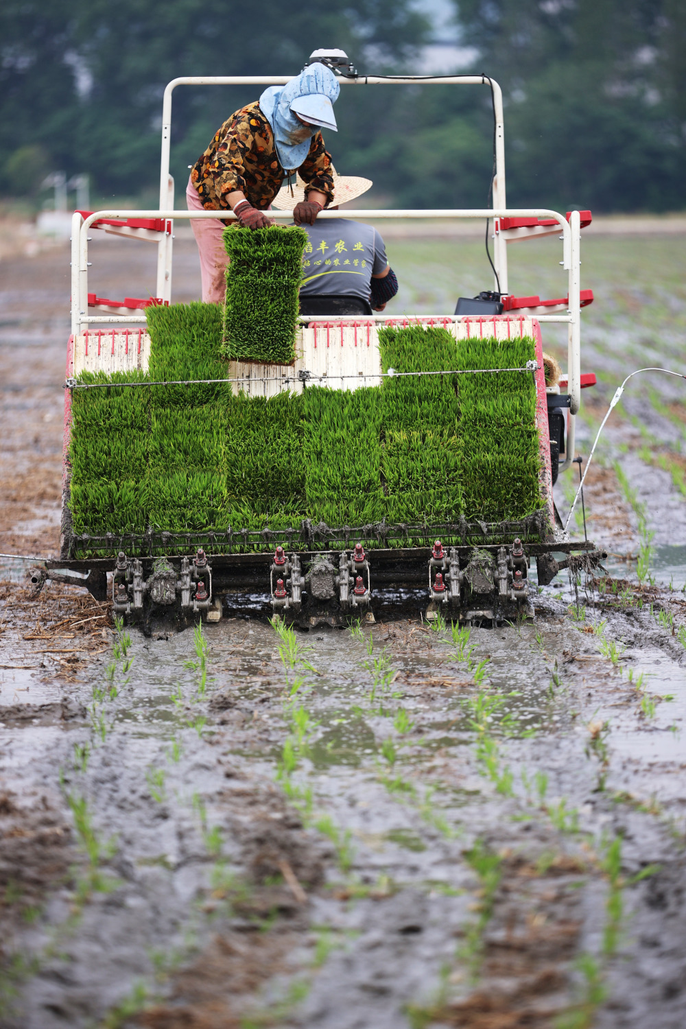 5月30日,在浙江省湖州市吴兴区东林镇保国村,农民驾驶插秧机在田里