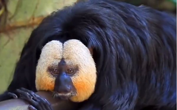 它就是白面粗尾猿,也叫"白脸僧面猴",或称南美白脸猴或白脸狐尾猴,是