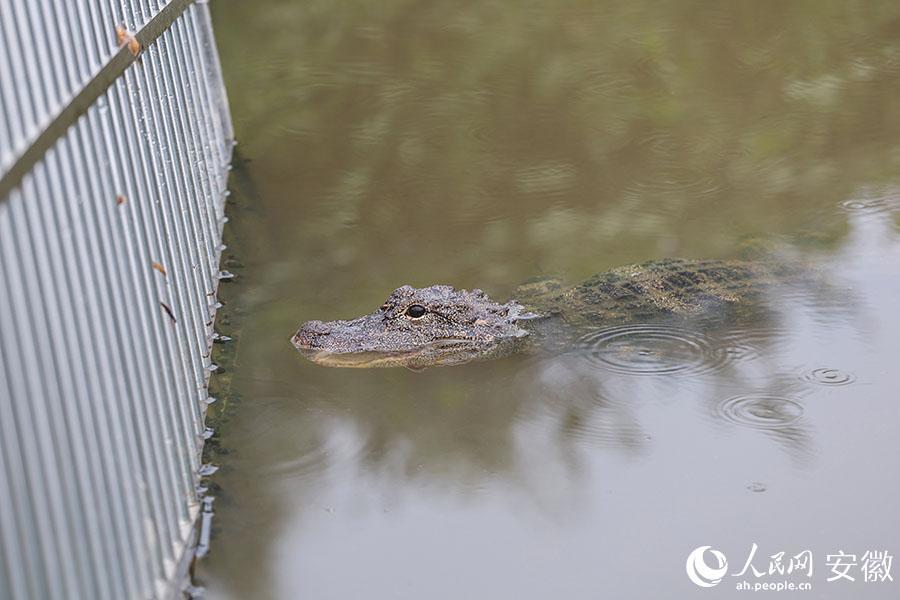 寻迹"活化石"扬子鳄