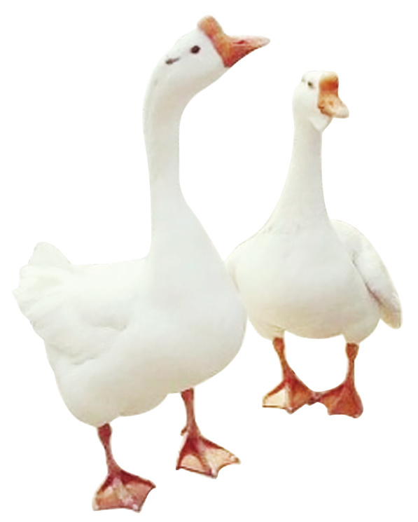 百万大鹅振翅 助推林区振兴