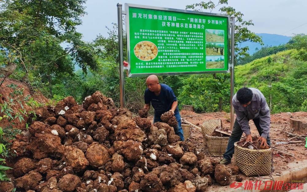 5月29日,在靖州渠阳镇马园万亩中药材示范基地茯苓种植区,苓农正在