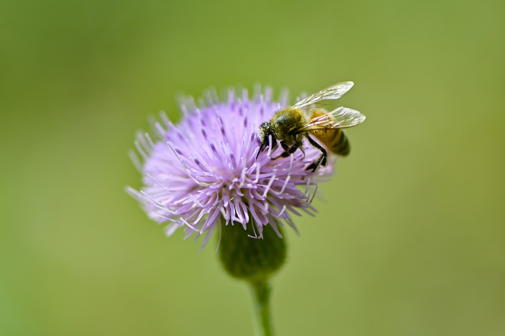 山东青州:小蜜蜂采蜜忙