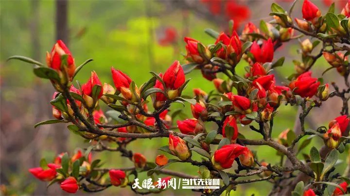 黄平:高山杜鹃万亩红 繁花似锦映碧空_腾讯新闻