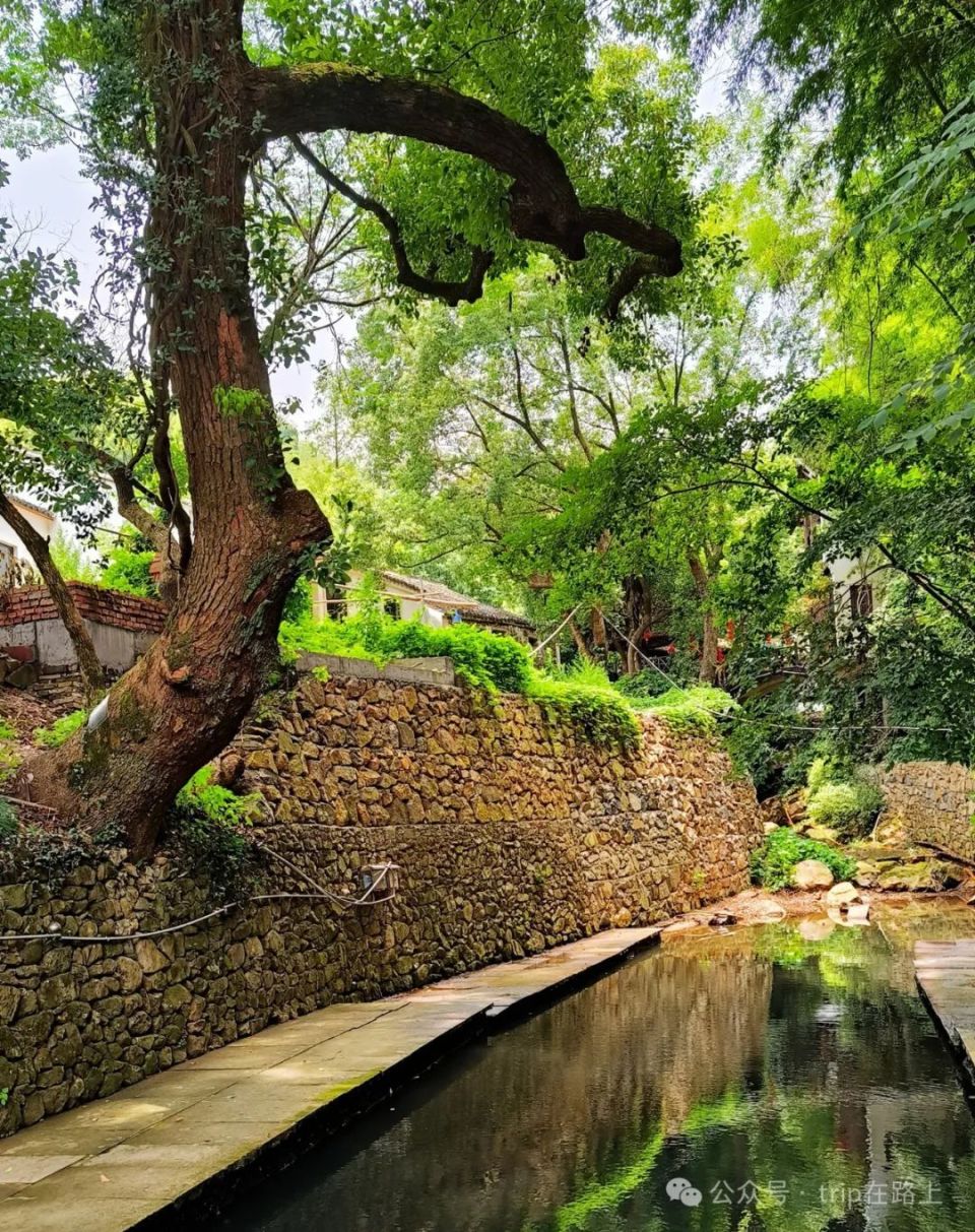 宁波这个春日古村太美了,古井,古树,古宅,古道,春色